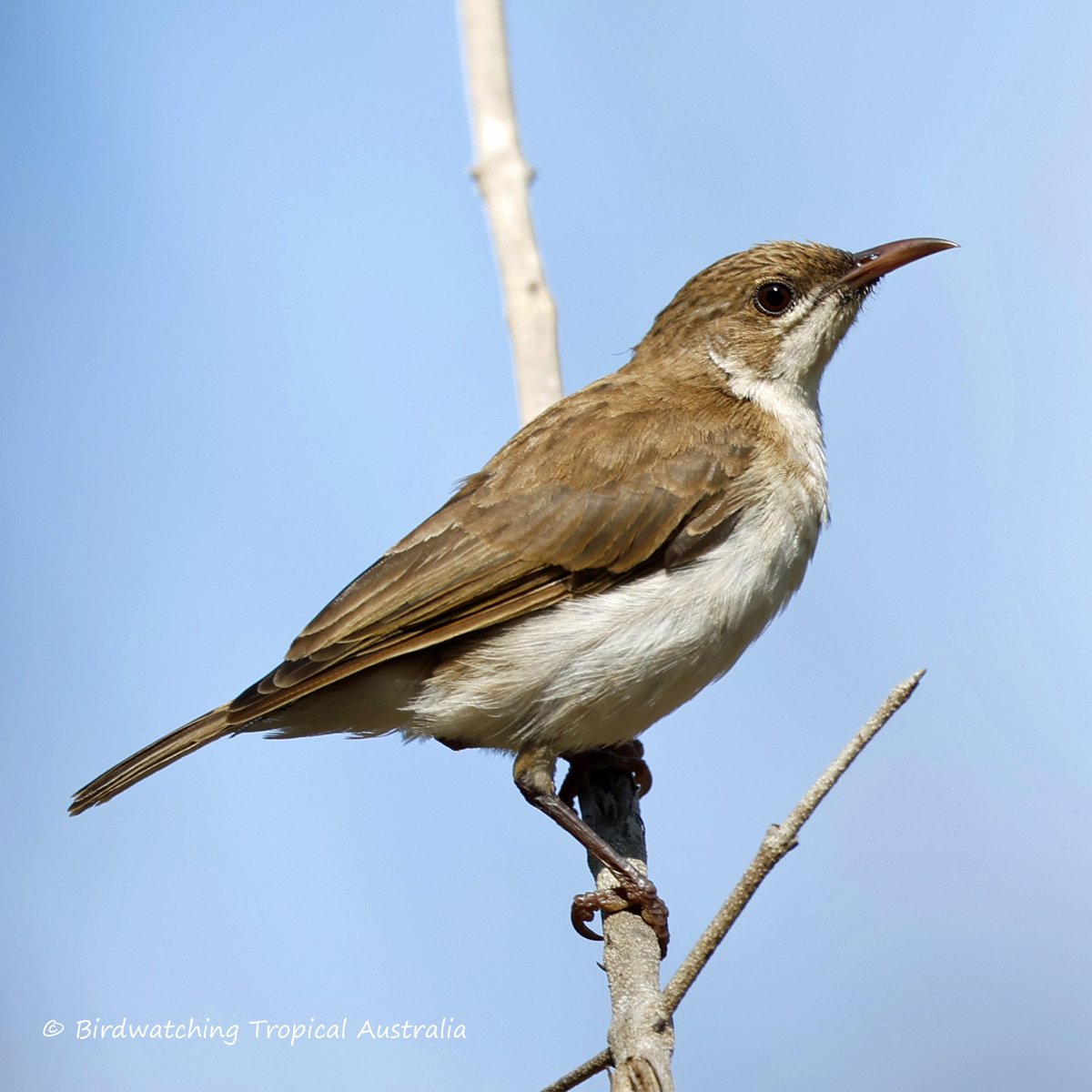 BirdwatchingT's tweet photo. Brown-backed Honeyeater seen at Lakefield National Park. https://t.co/BGYMwp6ZHv
