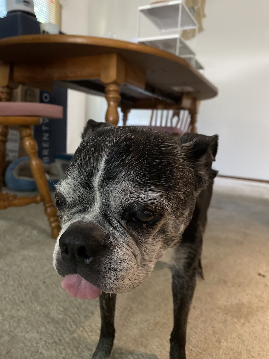 Pawesome_BTBros's tweet photo. Today me honors me Angel Brothers Wally, Buddy, and Roscoe 🪽🌈. Me n mommy miss them lots, but are glad they has lotsa great frens to keep them company til wees meet again ❤️❤️❤️
#NationalPetMemorialDay #NationalHugYourHoundDay #OTRB #angeldogs #foreverloved https://t.co/MAy76fzG6D