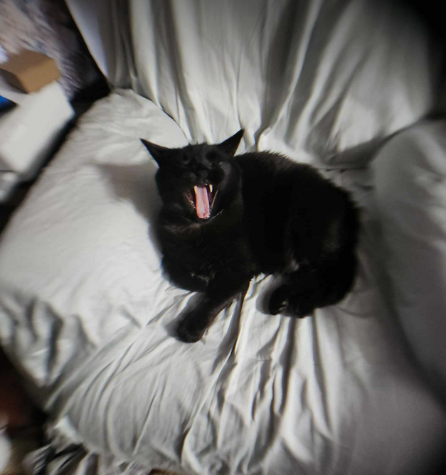 Caption this!

(This is my son's chocolate brown cat, Coffee.)