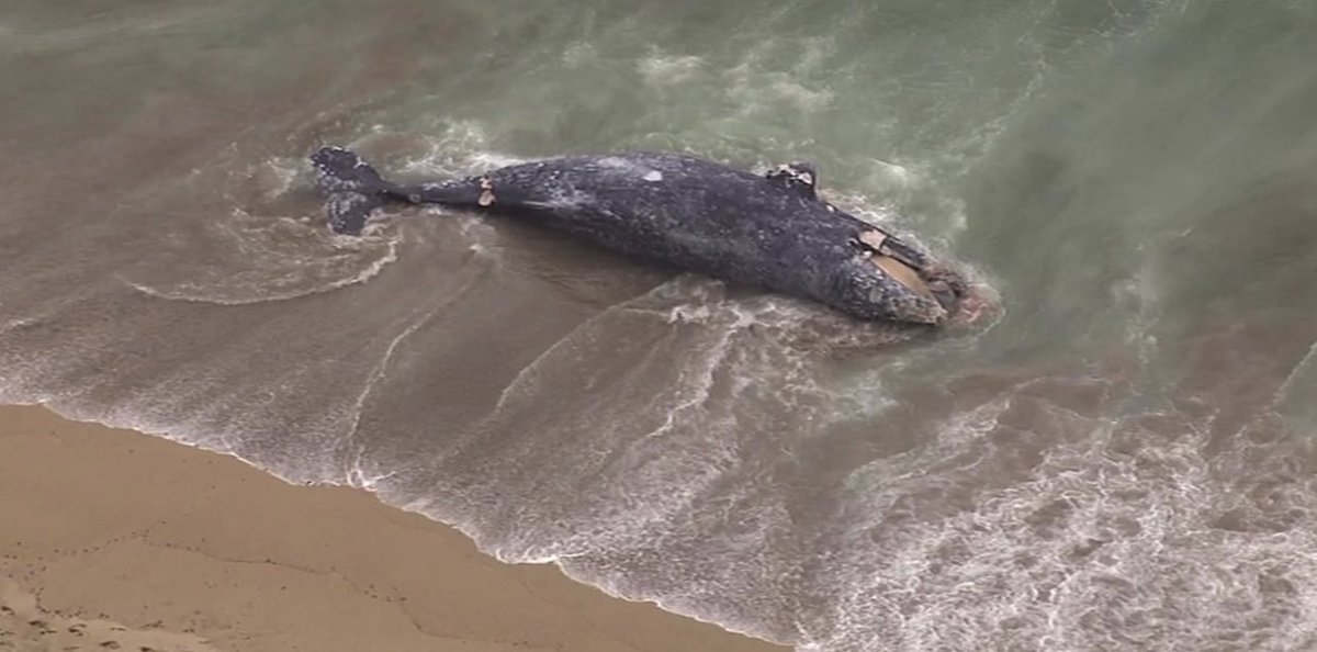 Green energy doesn’t work. The Wind Towers in the water are killing whales on the Eastern Seaboard! 61 DEAD WHALES…And not one Democrat will say anything! They don’t care! They think their green energy is magic Unicorn fairy fart dust!