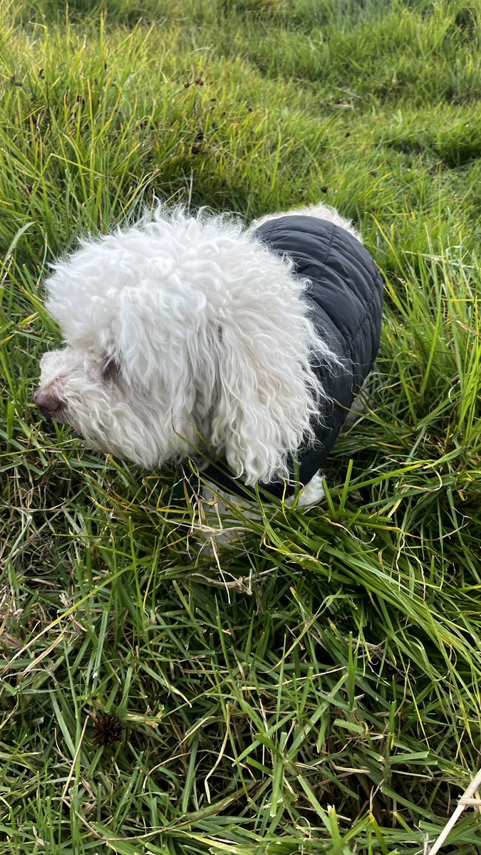 andreacor9's tweet photo. Lo mas duro de tener mascotas… es el decirles adiós 🤍👼 mi Fluppy por siempre en nuestros corazones https://t.co/gE5oKt3kE3