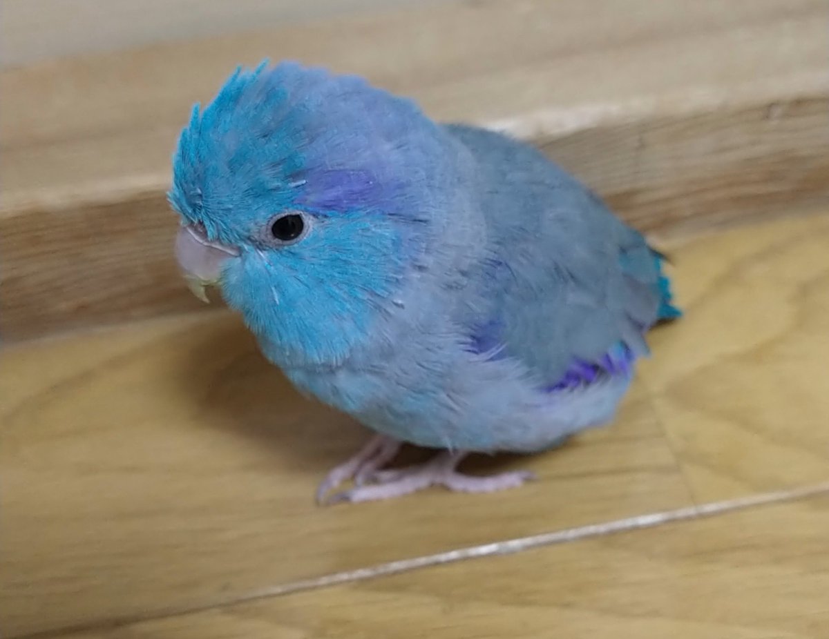 ChocoShihom's tweet photo. こちらのアカウントは久しぶり。
過ぎてしまいましたが、9月6日にマメルリハの福太が15歳になりました🎂
5月に、���まれて初めて体調を崩して通院したけれど、今はすっかり元気。毎日ビュンビュン飛び回って大騒ぎしています😅
写真だけは大人しそうですが、マメルリハらしく毎日怒ってます(笑) https://t.co/LIHf3m0cfB