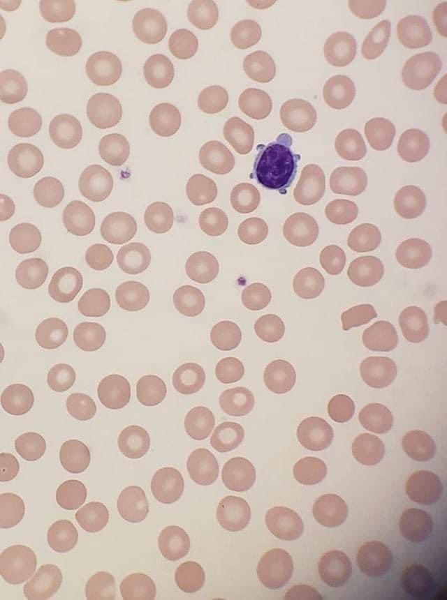 Hafsa Nebbache, MD tweet media