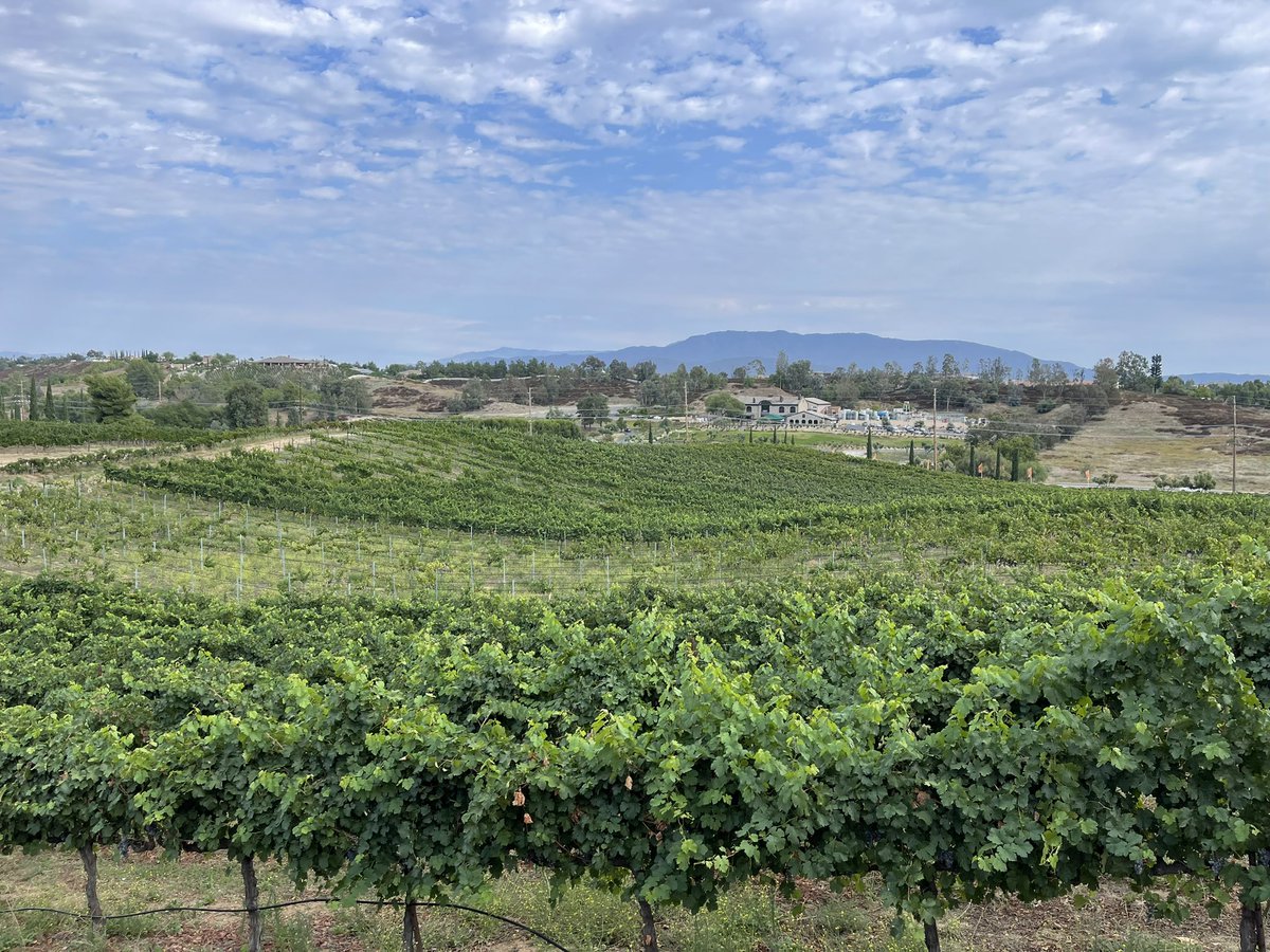 I’ll never tire of the beauty of Temecula Valley wine country 😍