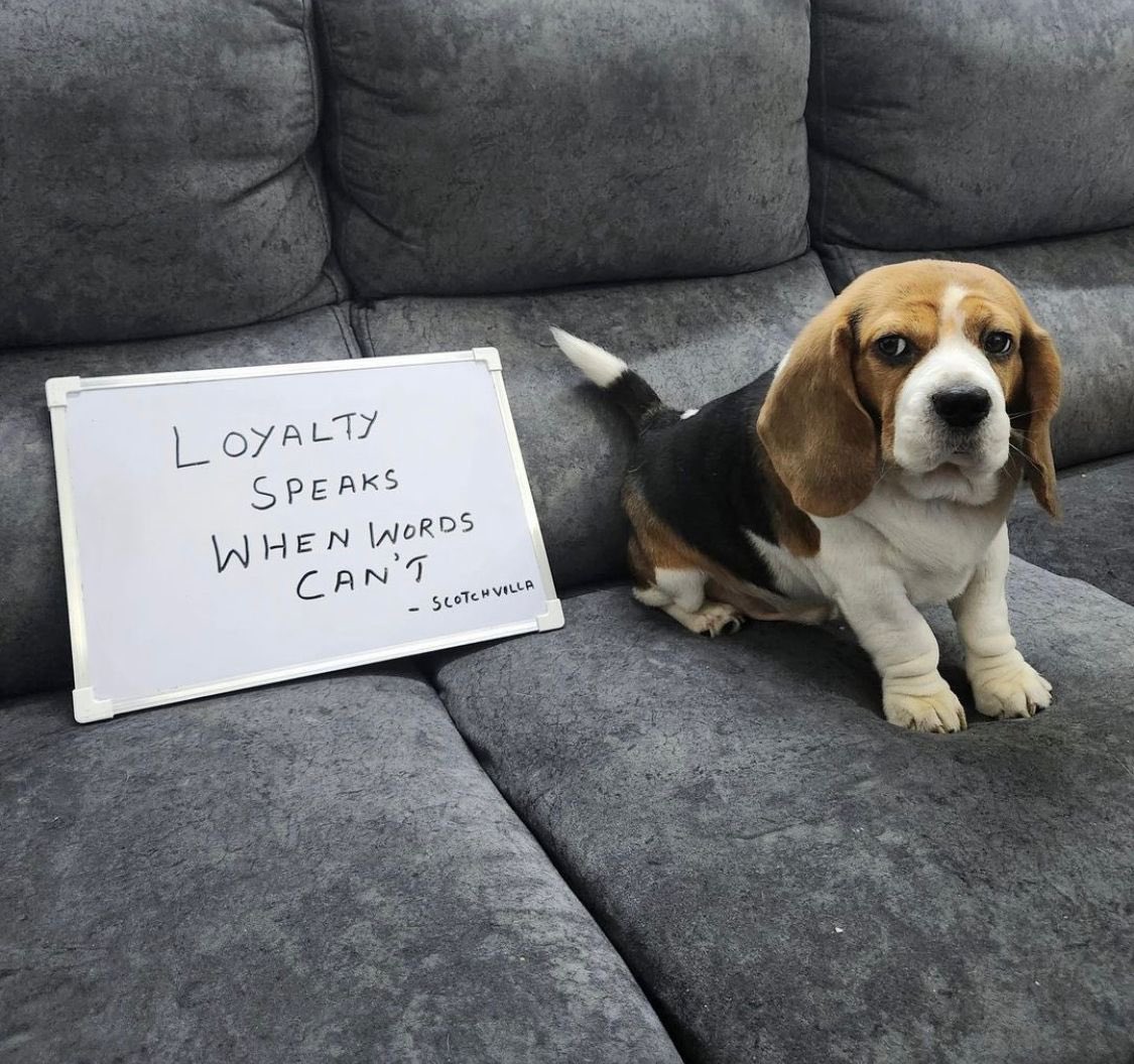 scotchvilla's tweet photo. Pupdate 21 - Loyalty for the win always ❤️ #goodmorning #beagle #scotchvilla #dogs https://t.co/Cehjnju3SO