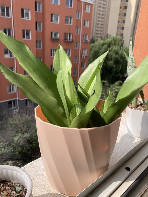 建立虚假人设，热爱自然，热爱室内植物的男人。 https://t.co/XLpWJ42faA<a href="/tag/%E6%BB%A4%E9%95%9C%E9%B8%A1%E5%B7%B4"class="tags"><span>#滤镜鸡巴</span></a>