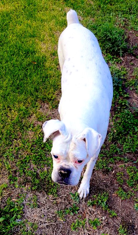 21Hamg's tweet photo. Hoy perdí a una linda perrita, una protectora a una mascota que se ganó un lugar en nuestra familia.

Sin lugar a duda tanto años que te tuvimos al lado y fue algo grandioso.

Pudimos compartir mucho buenos momentos risas y diversión.

La vida te lleva pero el cielo te espera. https://t.co/r6Z7GCdqv1