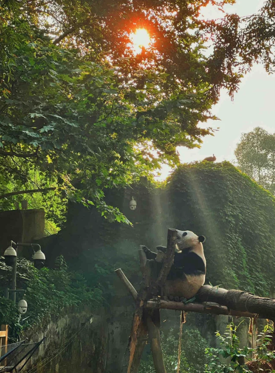 Frank12400's tweet photo. 它好悠闲，悠闲的令人羡慕 https://t.co/3KC7lomtj5