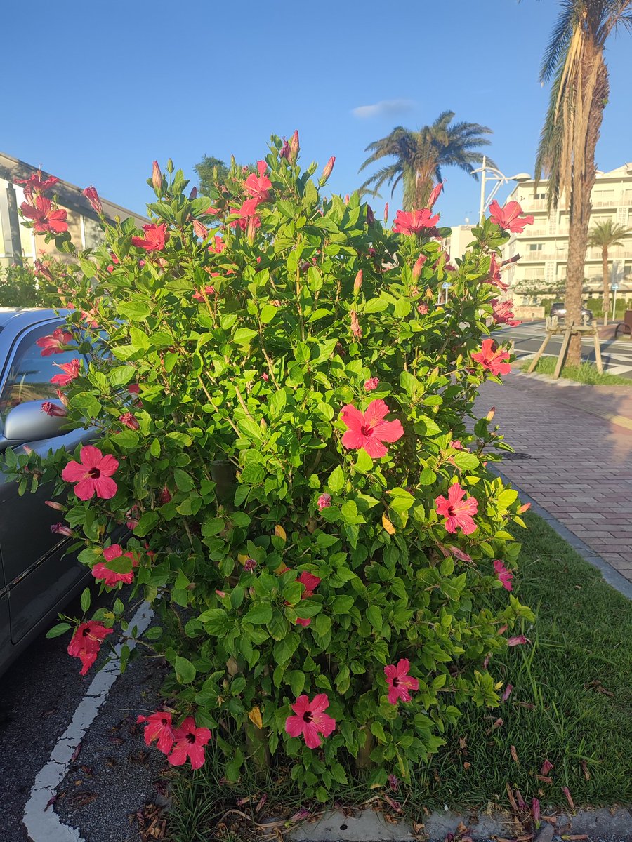 【海】
アメリカンヴィレッジの海岸沿いを散歩しました。天気は晴れわたり、波は穏やかでした。小さな子どもたちが波際で楽しそうに遊んでいました。外国人の観光客も多く異国情緒溢れていました。公園も整備されており、久々に心が開放され、穏やかな気持ちになりました。♫♫