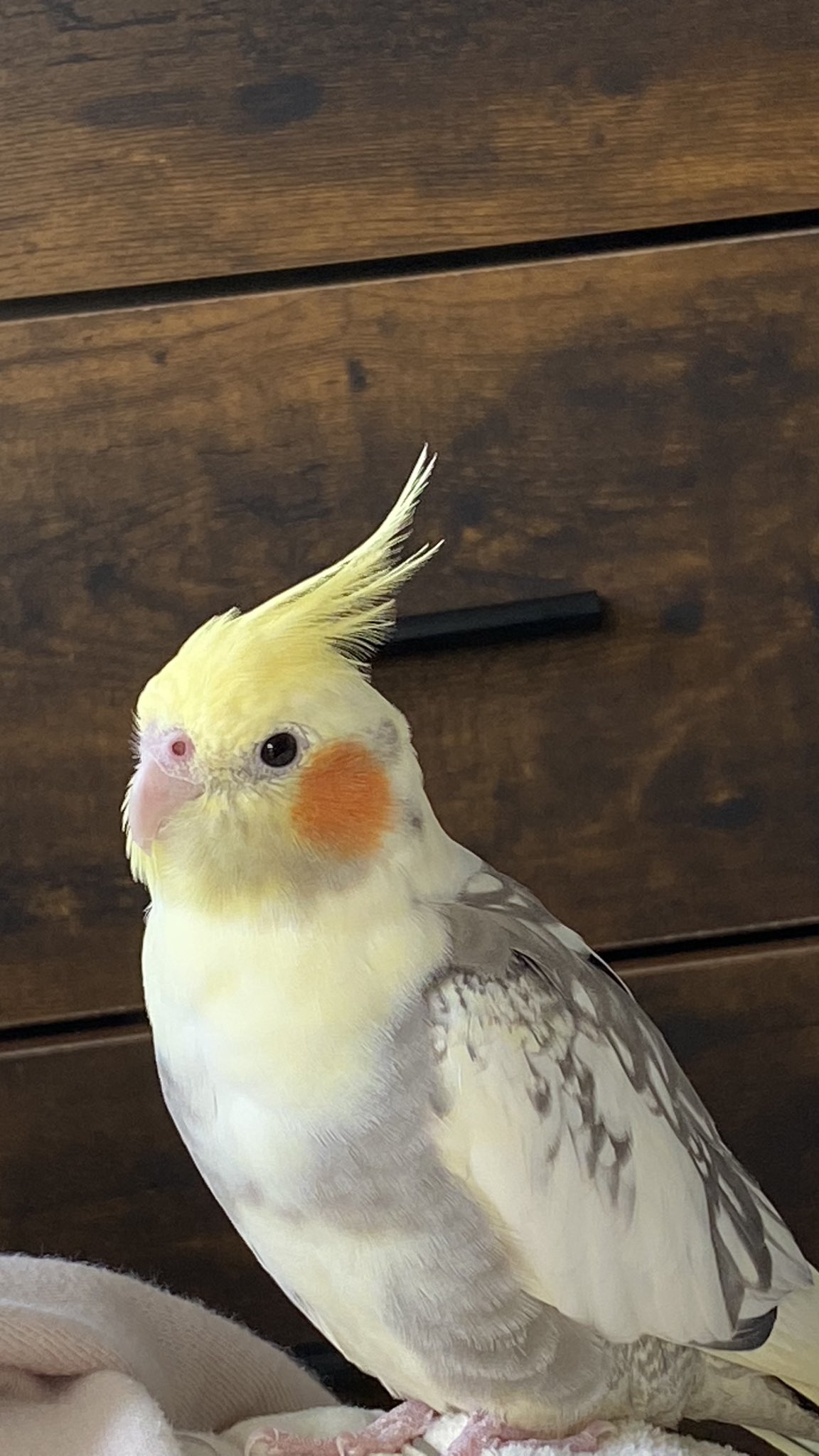オカメインコ オス2歳 2匹 - 東京都のその他
