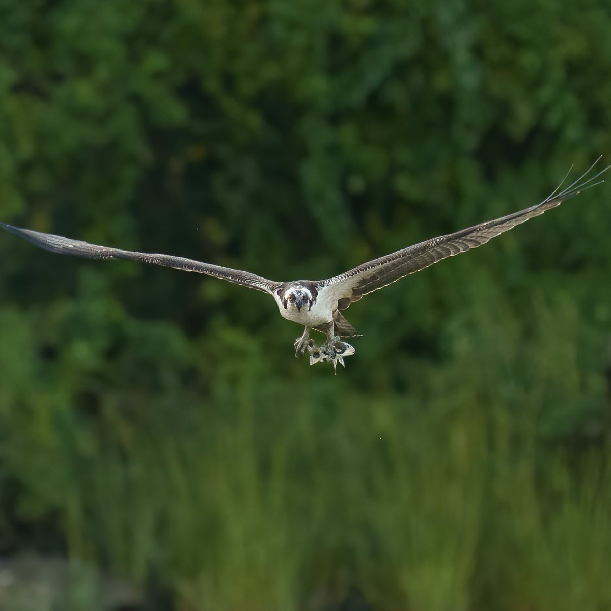 Osprey with a fish and an Eagle watching nearby in Inwood Park.
9/10/2023
@BirdCentralPark #inwoodhillpark #BirdsOfPrey #BirdTwitter