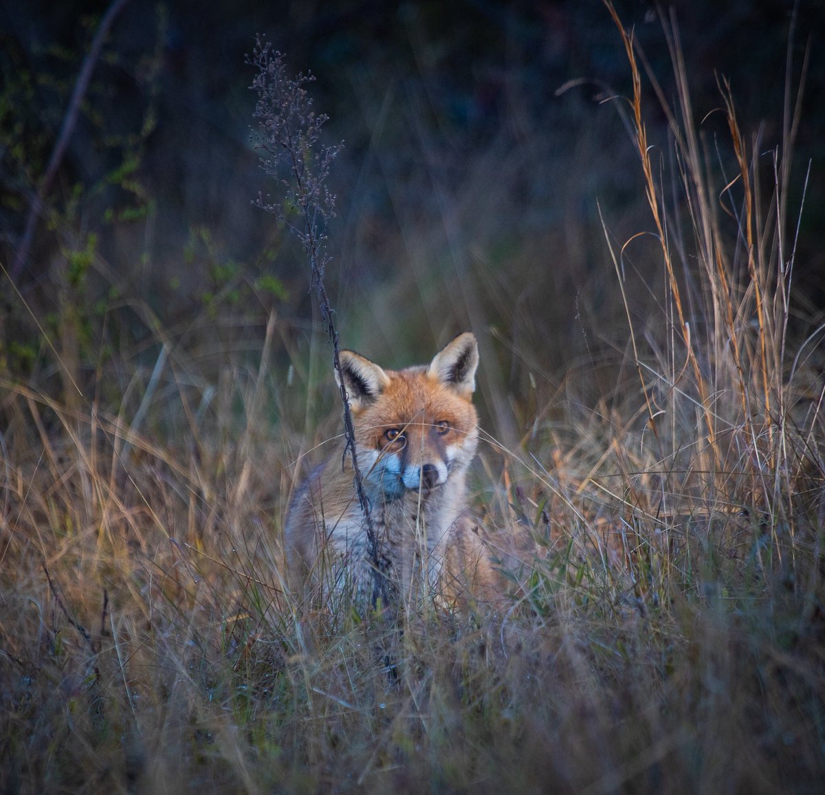 ProfundumPhoto's tweet photo. @Taiwan_trails @Fysliu @jcb282828 I’ve spent the southern winter hunting fox and deer (with the camera), and building my way into camera-trapping.  This one taken handheld at dawn, after sitting in the dark in camo, freezing my fingers and toes off.  The fox still hadn’t seen me at this stage. https://t.co/mLNn371hM6