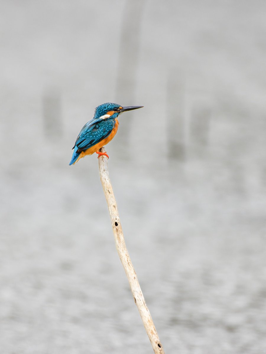 Here is one for your Monday blues. #happymonday #commonkingfisher #indiAves #birdphotography #birdwatching #BirdsSeenIn2023 #BirdsOfTwitter #natgeoindia