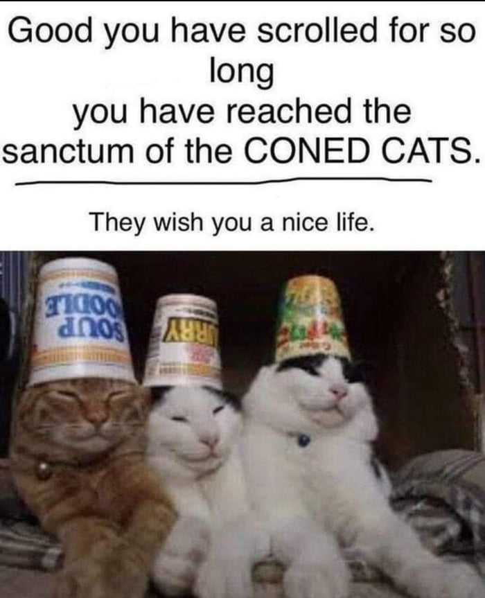 SpaceCatMemes👾 (@spacecatmemes) on Twitter photo 