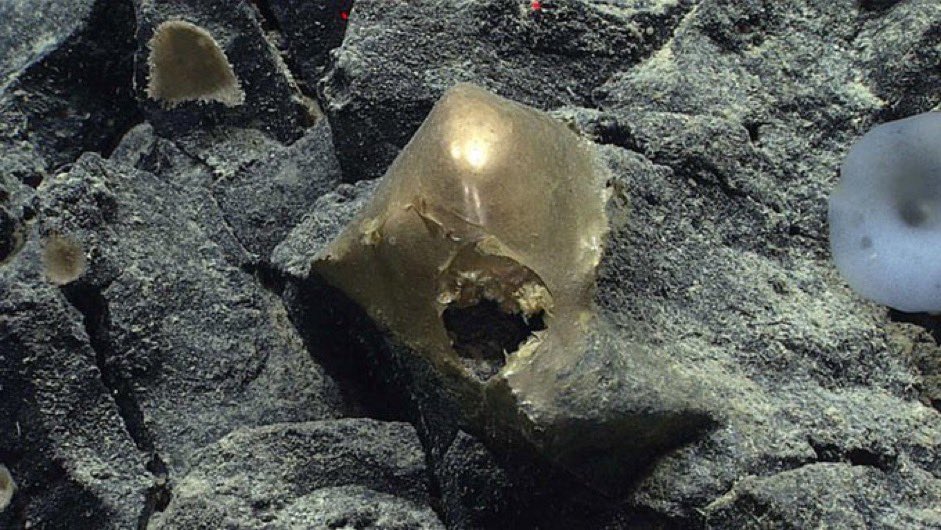DailyLoud's tweet image. Researchers are still trying to identify a strange, golden, flesh-like object found at the bottom of the ocean.

The orb-shaped object was found two miles under water on the ocean floor off the Pacific Coast of Alaska, and appears smooth, round, and with a hole in its centre.