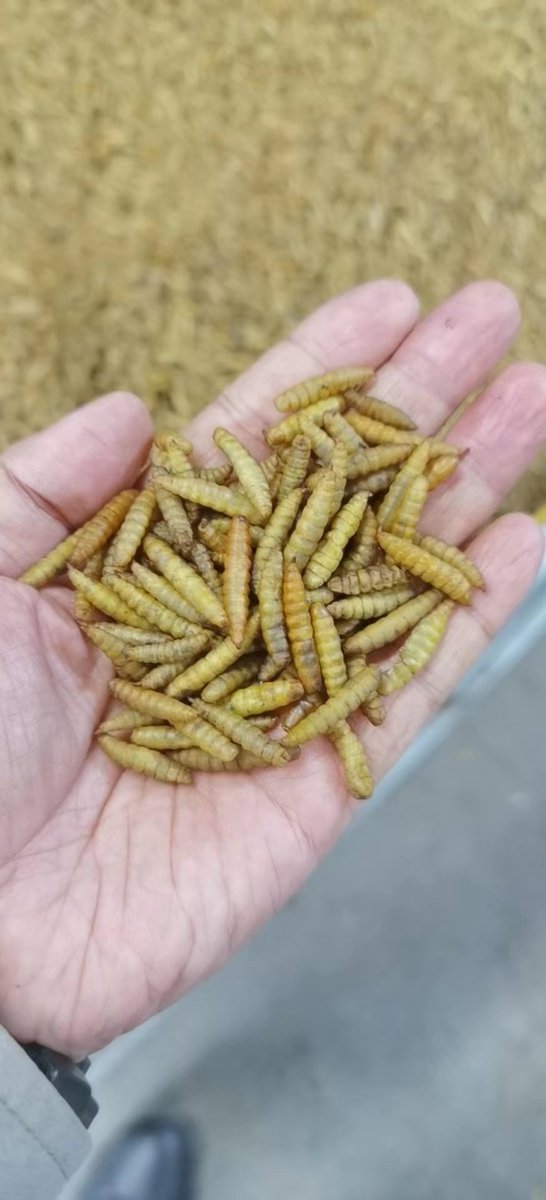 High-quality dried black soldier flies, dried black soldier flies, Chinese suppliers can supply 100 tons per month without interruption# BSF