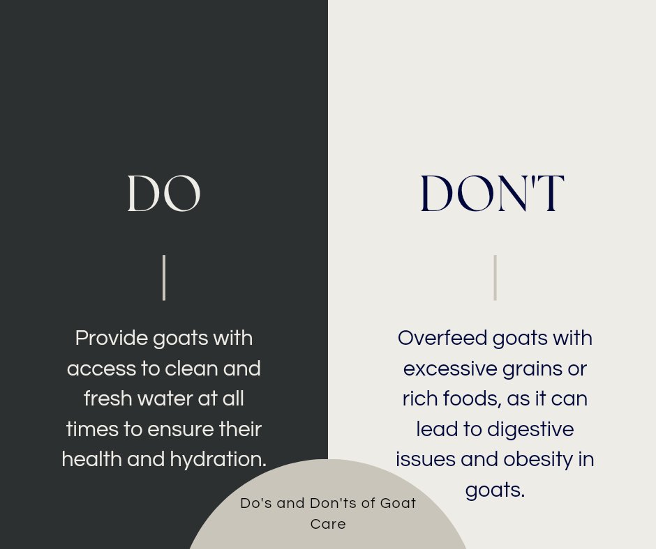 GoatsSana's tweet photo. #GOAT𓃵 #goat_love #goat_life https://t.co/4OypTScryE