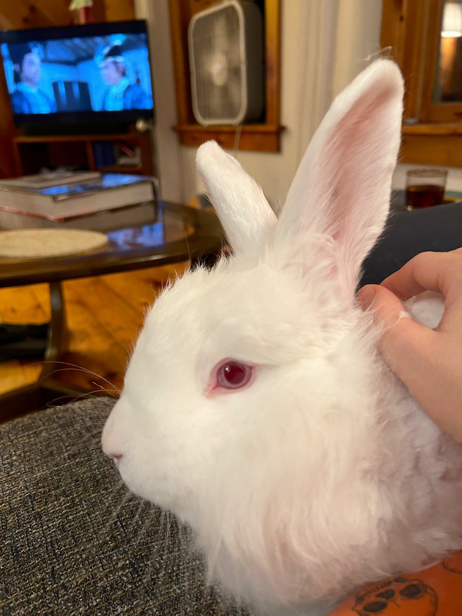 Dead Dreams Club tweet media