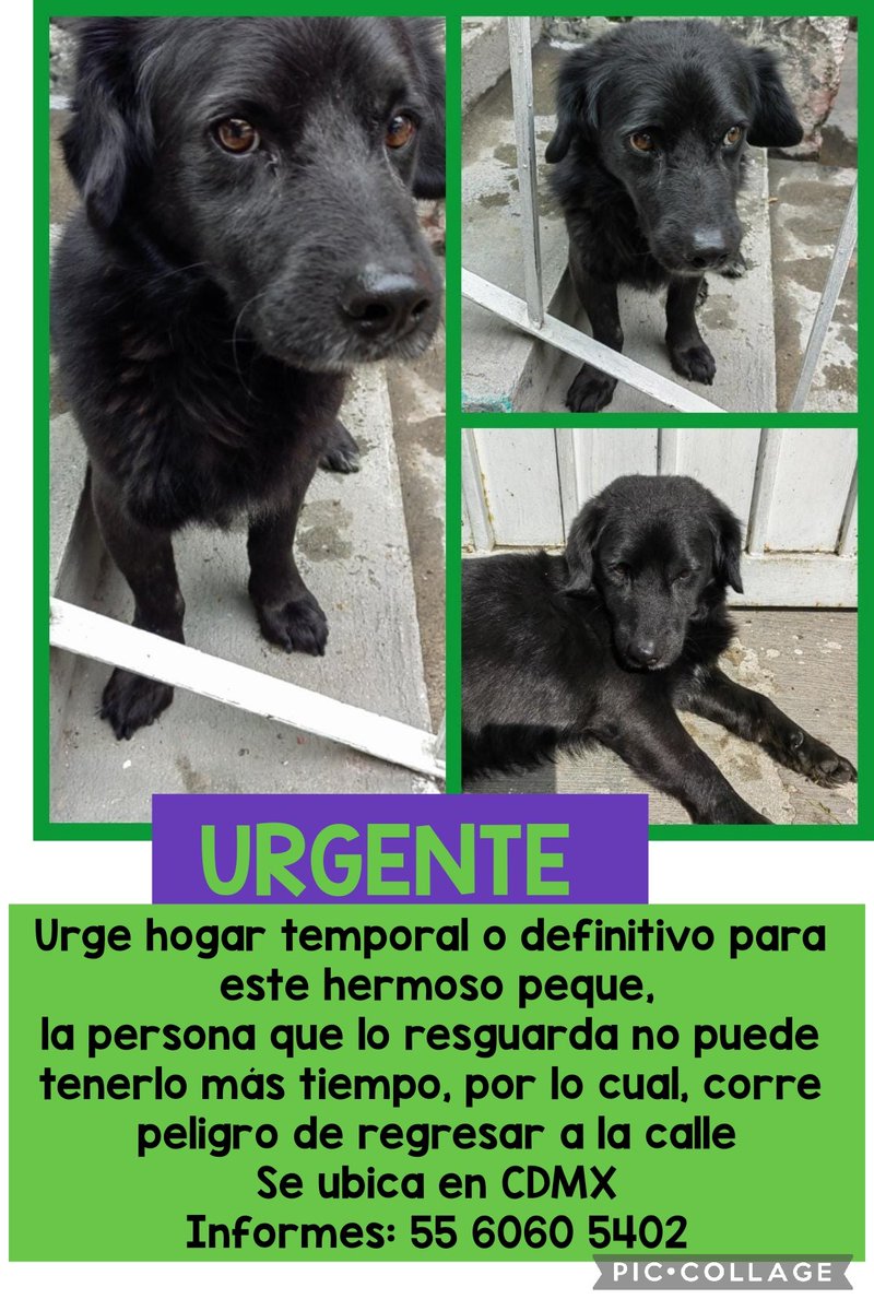 Amigos de mi corazón 💖 urge encontrar #hogar para este peque, por favor ayúdenme compartiendo 🙏💖✨🐾
Se ubica en la #CDMX 
Para mayores informes, favor de comunicarse al teléfono que viene en el cartelito.
Gracias 💖
<a href="/MascotasSismo/">Mascotas Sismo</a>