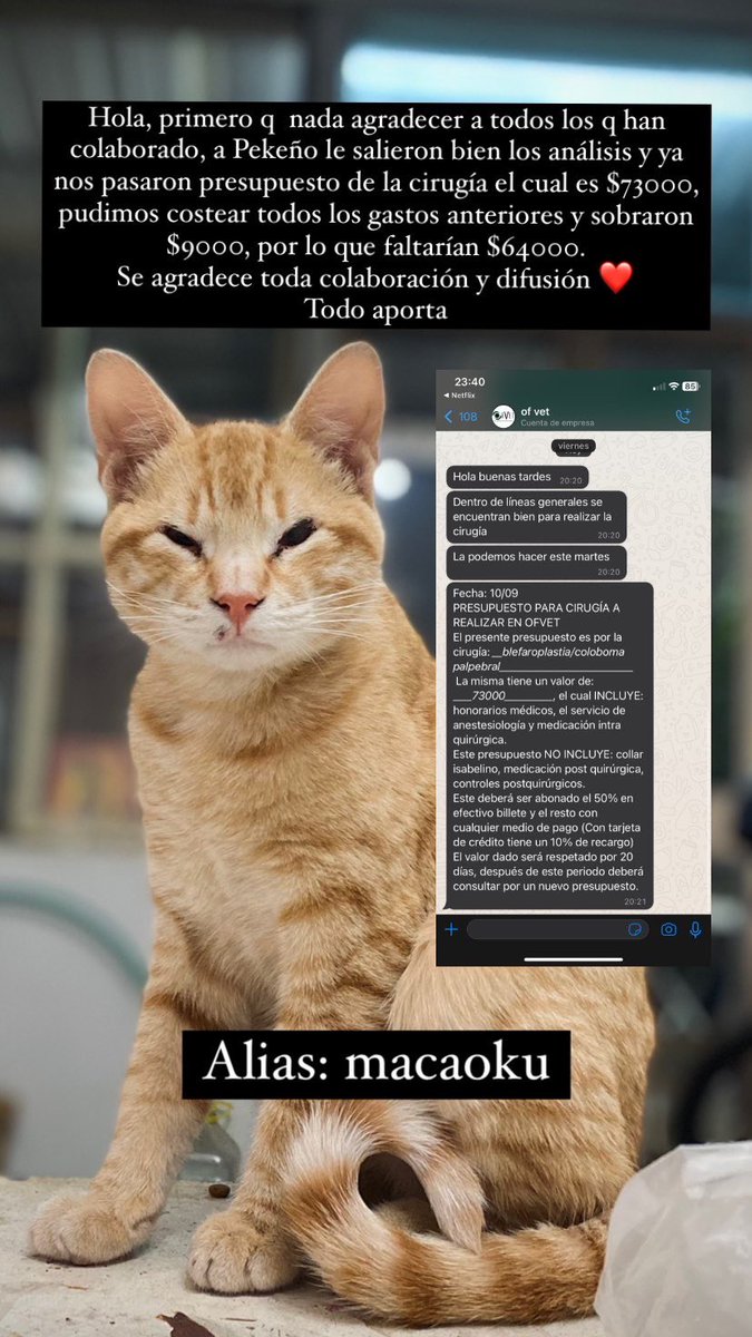 El es Pekeño, un gatito rescatado diagnosticado con coloboma parpebral. Está listo para su operación que cuesta $73.000, así que estamos pidiendo colaboración para poder costearla 🥺
Todo suma, desde ayuda monetaria, y si no, difundiendo lo ayudas un montón ❤️

Alias: macaoku