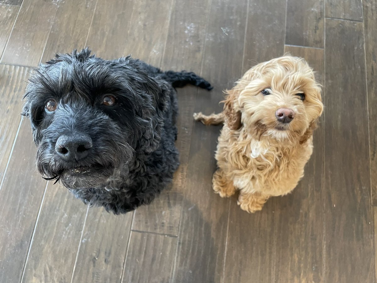 Was_a_Young's tweet photo. @GlennonDoyle Hello from these two fluff-balls. https://t.co/xWv95FnxfY