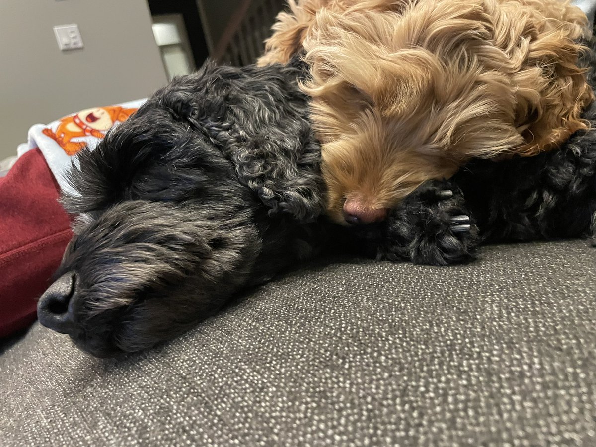Was_a_Young's tweet photo. @GlennonDoyle Hello from these two fluff-balls. https://t.co/xWv95FnxfY