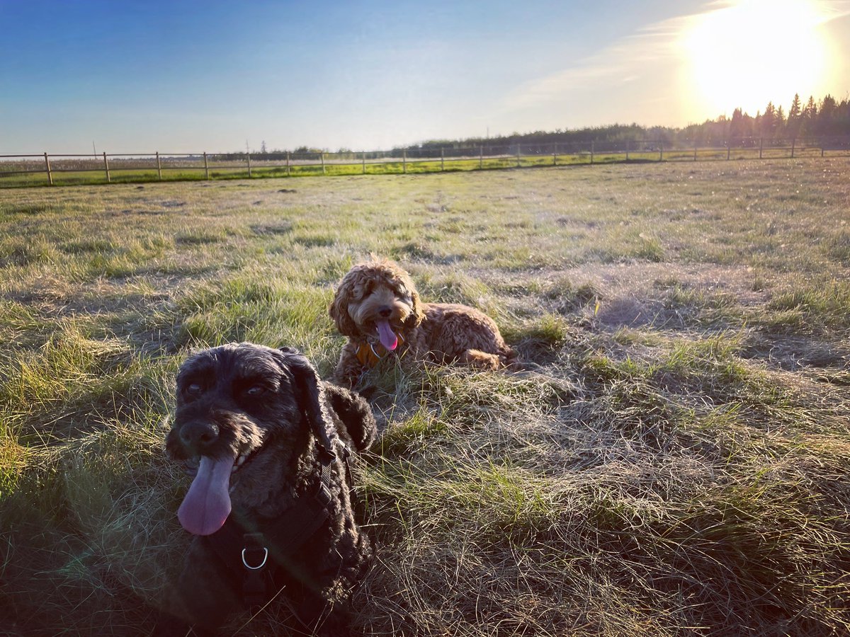 Was_a_Young's tweet photo. @GlennonDoyle Hello from these two fluff-balls. https://t.co/xWv95FnxfY