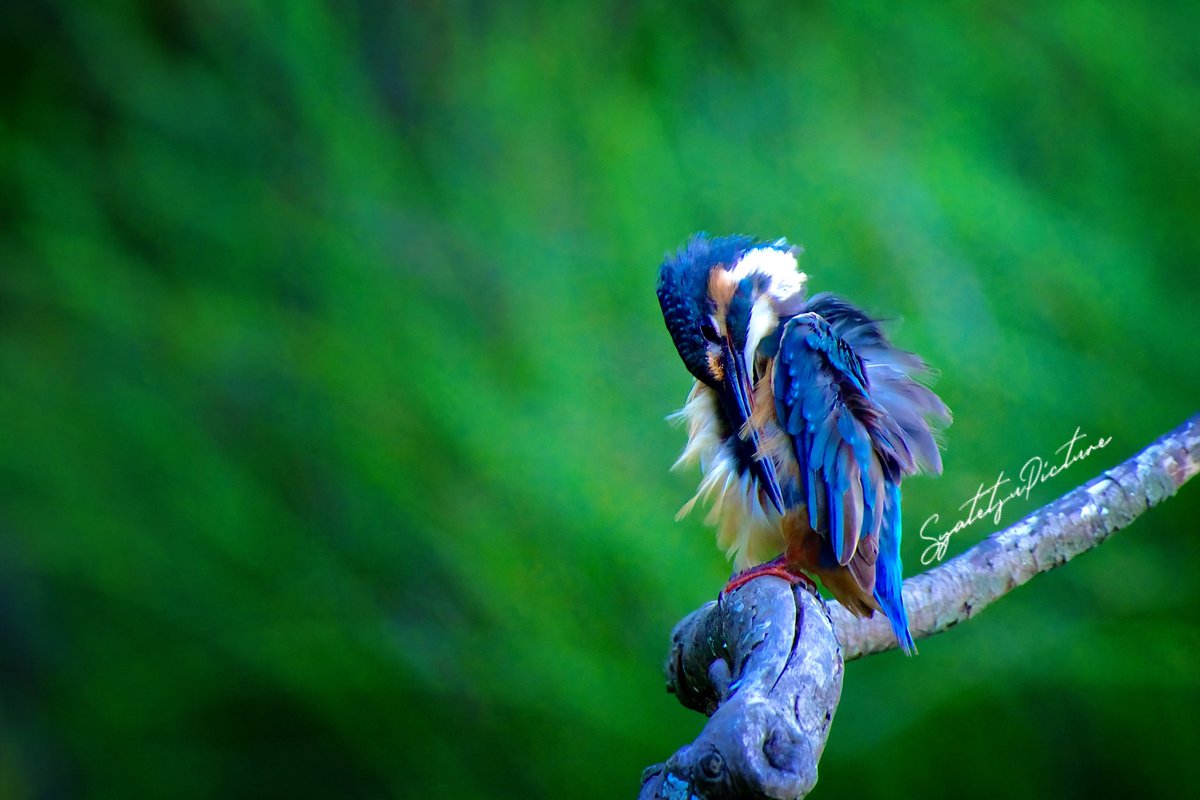 『Sleepy』

#カワセミ
#野鳥
#PENTAX
#pentaxk3mkiii
#写真好きな人と繋がりたい 
#カメラ好きな人と繫がりたい
#写真で伝える私の世界 
#ファインダー越しの私の世界
