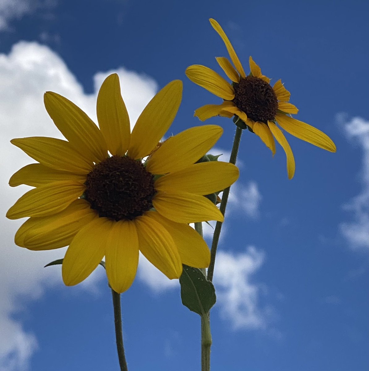 One more for #SundayYellow. Happy new week! #flowers #GardenersWorld 🌻