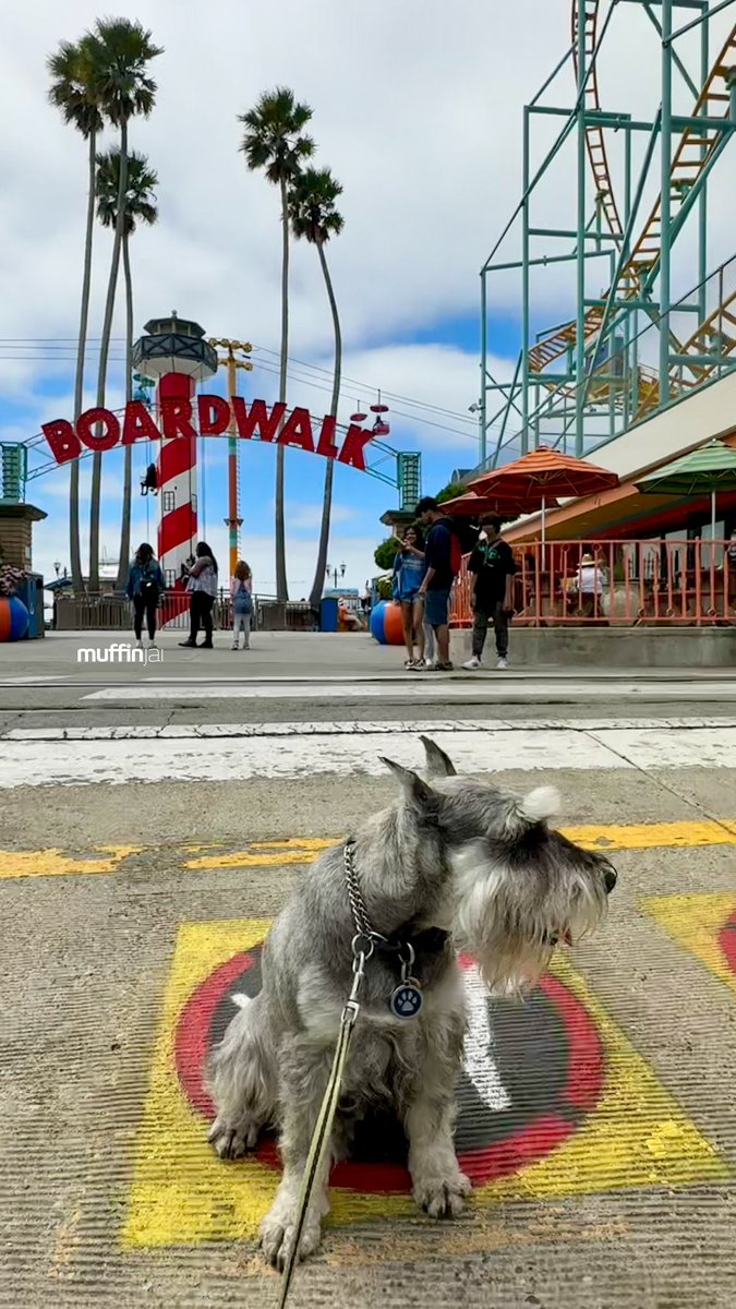 Sunday fun day  @beachboardwalk #SantaCruz 🎢🎡🎠🛝🎟️ #SantaCruzBeachBoardwalk 🐶🐾 #SantaCruzDogs #DogsOfSantaCruz #BayAreaDogs #DogsOfBayArea #MiniatureSchnauzer #Schnauzer #SchnauzerGang