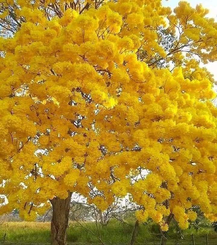Angélica guerrero (@angelicagu66) on Twitter photo 