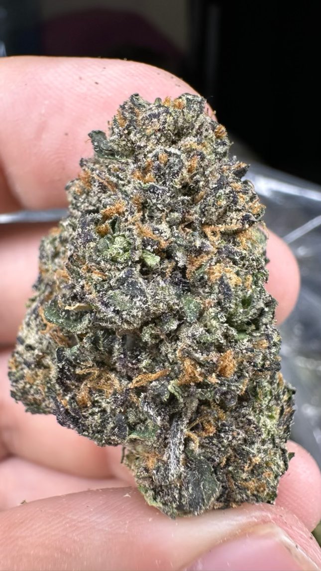 budz_tx's tweet photo. BLUE RAZZ๐ฆ๐ซ #Houstonplug #Pasadenaplug #Humbleplug #Katyplug #Pounds #houstontx #Marijuana #THC #WeedLovers https://t.co/7zB2UUThdx