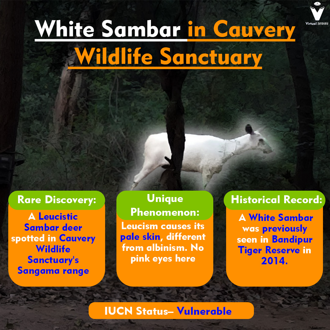 virtualafsar's tweet photo. "Rare sight! A leucistic Sambar deer spotted in Cauvery Wildlife Sanctuary. Nature's unique masterpiece.”
 #WildlifeDiscovery
 #LeucisticSambar 
#ConservationAlert
#WildlifeWonder
 #LeucisticSambar
#WildlifeWonder
#LeucisticSambar
#NaturePhotography
#RareSighting
#CauveryWildlife https://t.co/KAUJi6QkF8
