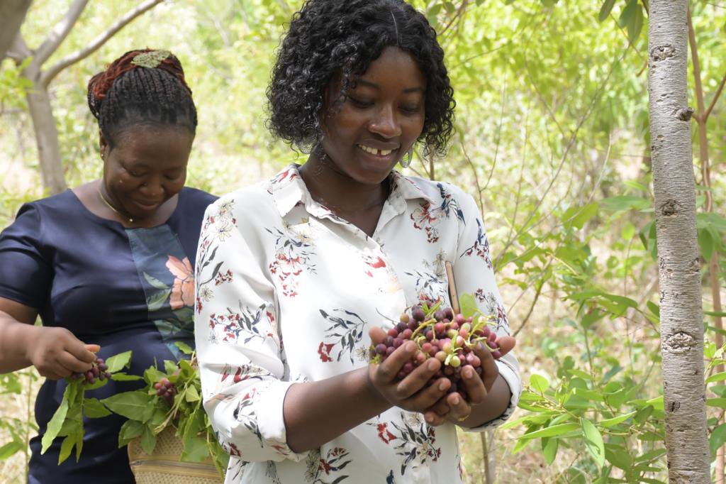 FMNR helps families to access new sources of income and to achieve better harvests by improving soil quality and enhancing resilience to droughts and other environmental impacts. #fmnr #agroforestry 🌳