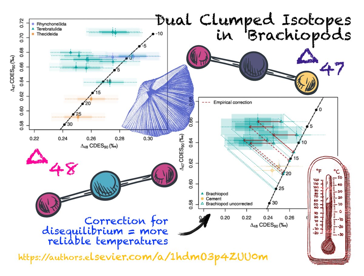 MiaDavies14's tweet image. Check out our latest research! We measured isotopic disequilibrium in the dual clumped isotope composition of brachiopod calcite (that’s ∆47 and ∆48)...see below for more! authors.elsevier.com/a/1hdmO3p4ZUU0m