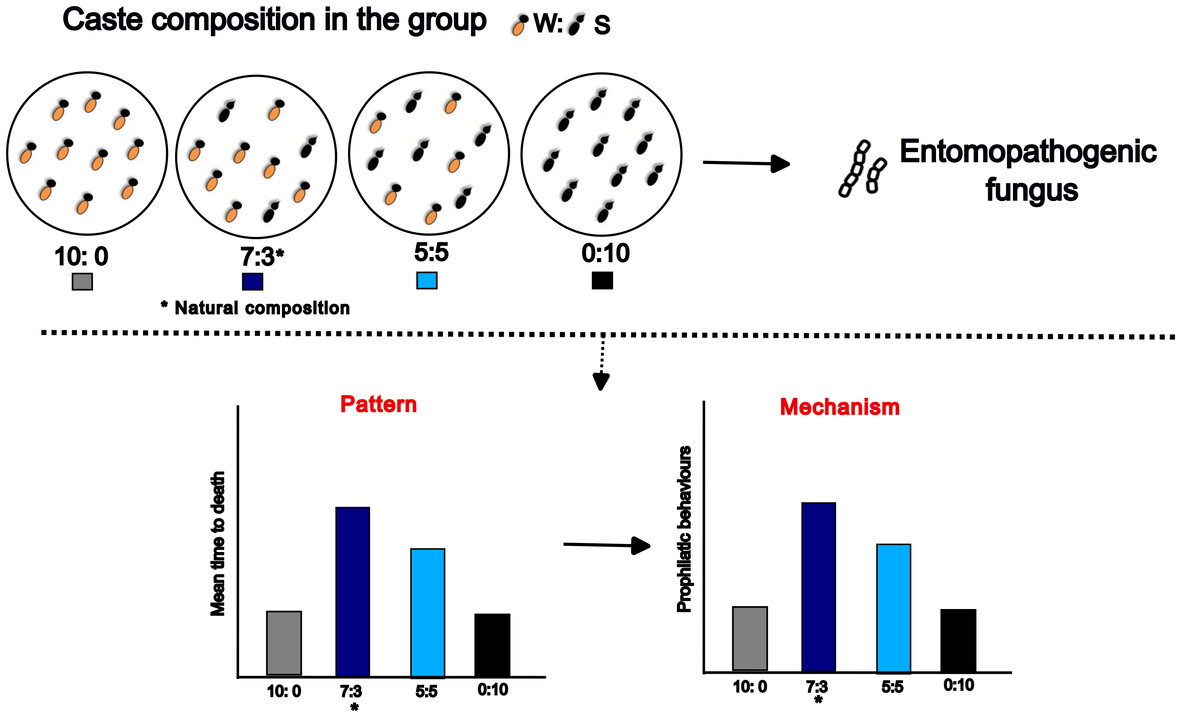 A new study by <a href="/pfellipec/">Paulo Cristaldo 🧪🔬</a> et al. finds caste composition contributes to improve the social immunity in a nasute termite species exposed to entomopathogenic fungus: doi.org/10.1111/een.13…
#Termitidae #Metarhizium