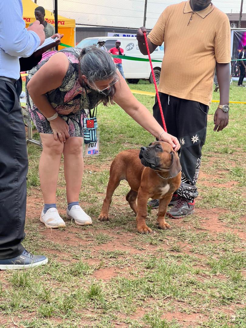CanineAUganda's tweet image. Welcome back from our 4th National Dog Show🤩🐾💃🥳
We are still recovering from the fun 🤩.
Thank you to everyone who participated in every kind of way🥳🥳
More pictures loading 😉😉
#nationaldogshow
#caudogs
#pedigreedogs