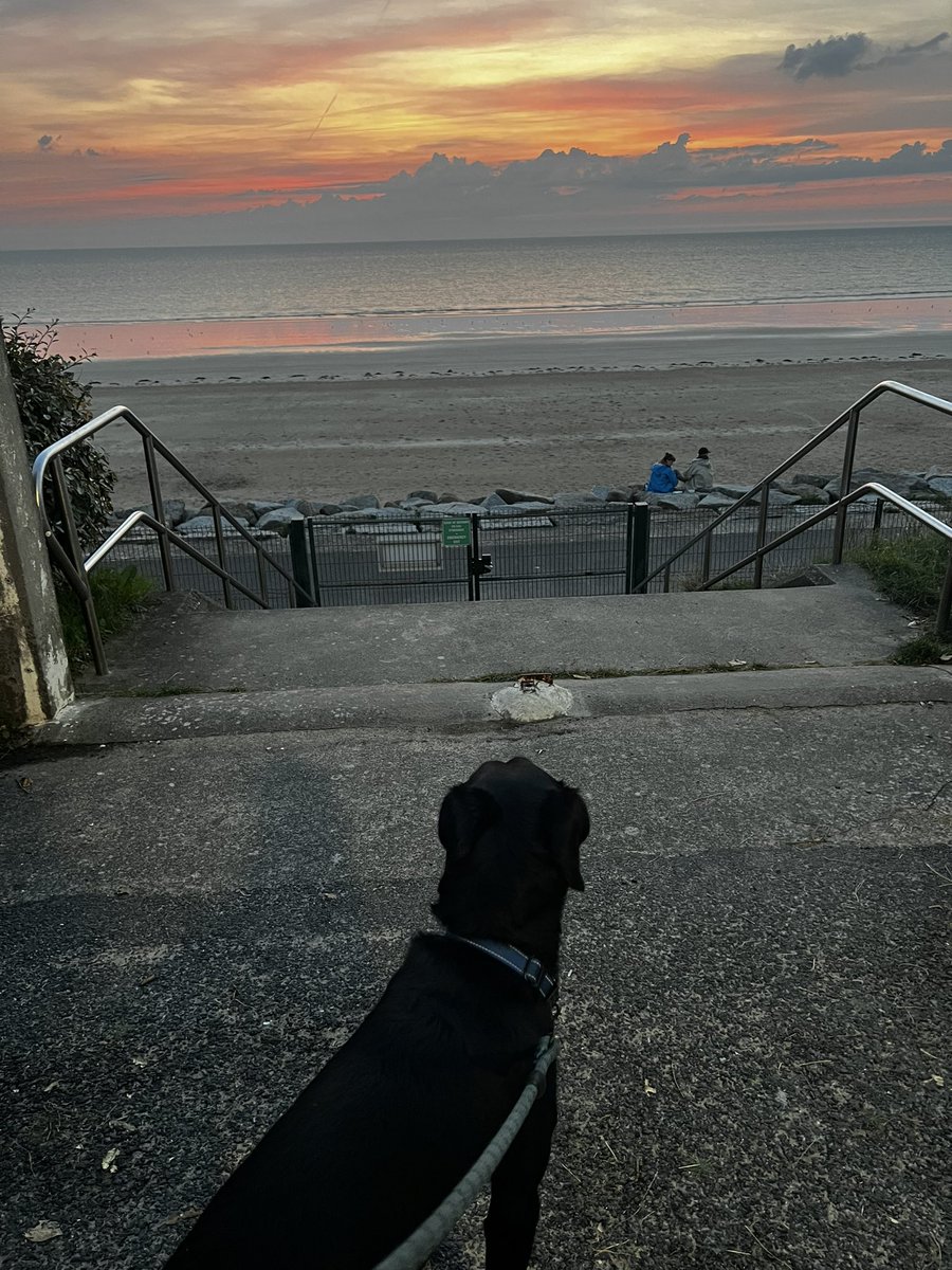 notdiprincess's tweet photo. #SaintPair surMer
#Campervanlife
#Dogson holiday
#France
Bob enjoyed a swim and now admiring the sunset https://t.co/IoENbbKmuS