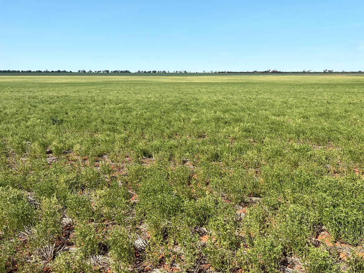 Barry Haskins (@agrobaz) on Twitter photo <a href="/MaurieStreet/">Mauriestreet</a> We’ve got some big issues that will be very evident in a few days 😢👎🥶, cereals too. <a href="/MaurieStreet/">Mauriestreet</a> We’ve got some big issues that will be very evident in a few days 😢👎🥶, cereals too.
