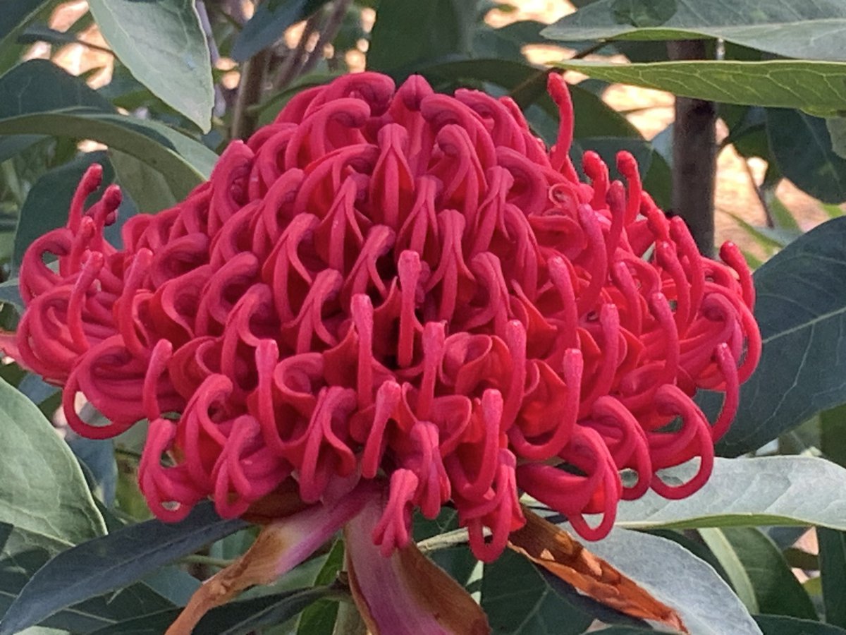 A floral feast was to be had at <a href="/AustralianBG/">The Australian Botanic Garden</a> today. It was great to share some time with our #communitygreening friends. Definitely worth visiting!