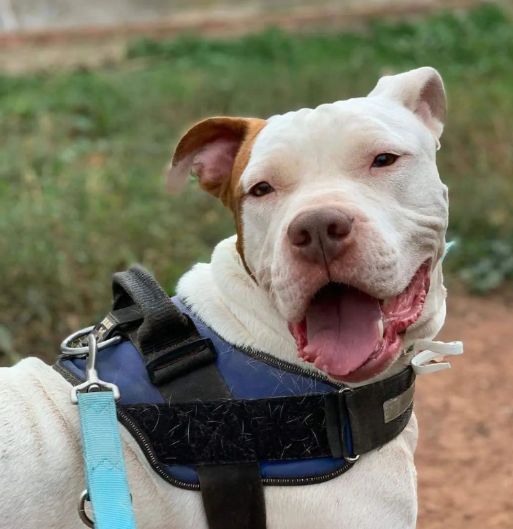 life4pitbulls's tweet photo. Este chico guapísimo 😍😍 es DEO.
Deo tiene 4️⃣ años, y el pobre llevaba ya 3 en una perrera. Aún así, es un chico súper cariñoso, sociable y bueno.

Queremos que DEO pueda disfrutar de la vida en familia, mimado como se merece.
Nos ayudas a que encuentre su media naranja?
DM📩 https://t.co/eyThsW7JJW
