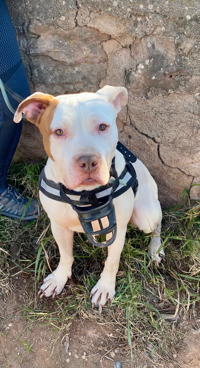 life4pitbulls's tweet photo. Este chico guapísimo 😍😍 es DEO.
Deo tiene 4️⃣ años, y el pobre llevaba ya 3 en una perrera. Aún así, es un chico súper cariñoso, sociable y bueno.

Queremos que DEO pueda disfrutar de la vida en familia, mimado como se merece.
Nos ayudas a que encuentre su media naranja?
DM📩 https://t.co/eyThsW7JJW