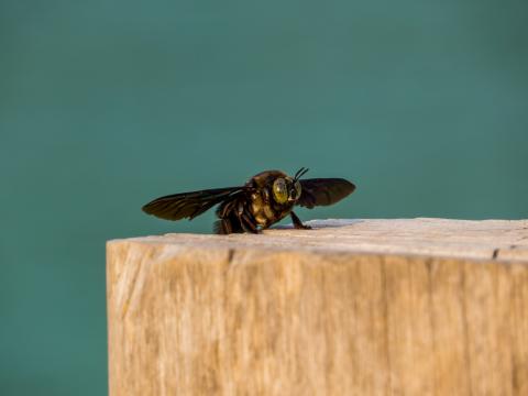 Il 7 agosto 2023 il Ministro dell’Ambiente e della Sicurezza Energetica ha firmato il decreto di adozione della Strategia nazionale della Biodiversità al 2030 per la tutela e la valorizzazione della #biodiversità e degli ecosistemi > pdc.mite.gov.it/it/firmata-la-…