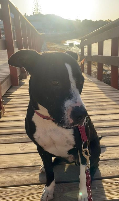 life4pitbulls's tweet photo. Hola, soy ERIN  y todavía sigo esperando mi oportunidad🍀
Necesito una familia que sepa lo que es tener un perro activo
Soy muy cariñosa y obediente, paseo fenomenal
Soy algo selectiva a la hora de convivir con otros animales, pero sería una perfecta hija única🤩
¿Me cuidas?
DM📩 https://t.co/ZTBpLOzRSP