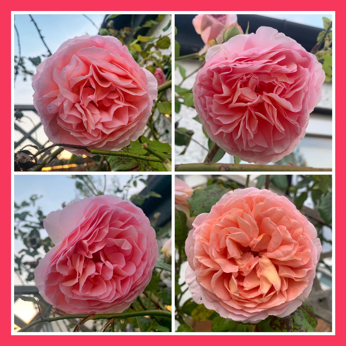 Have a lovely day everyone, may you find it filled with love and kindness 🥰 The roses on my own patio are still giving a fantastic display 😊 I think the #UKHeatwave has come to an end but still a gorgeous day, perfect for #nakedgardening #GardeningX #GardeningTwitter #roses