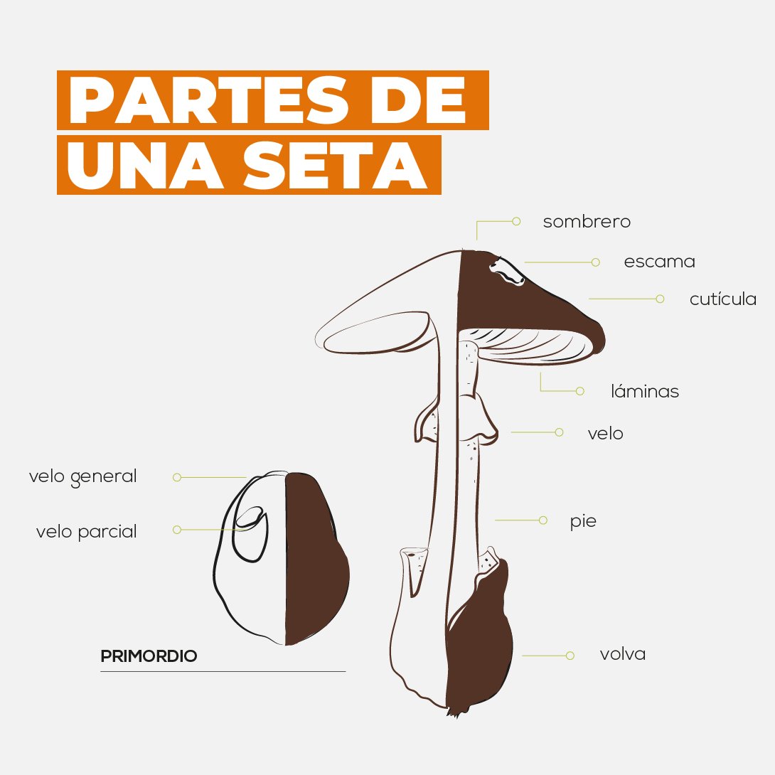 mycotour's tweet photo. 🤔🍄 ¿Sabes identificar las distintas partes de las #setas?
Desde el sombrero hasta el pie, pasando por las #láminas, el velo o la #volva.
¡Estás a un paso de ser un auténtico #micoturista! 💯 https://t.co/QeKylyrfzH