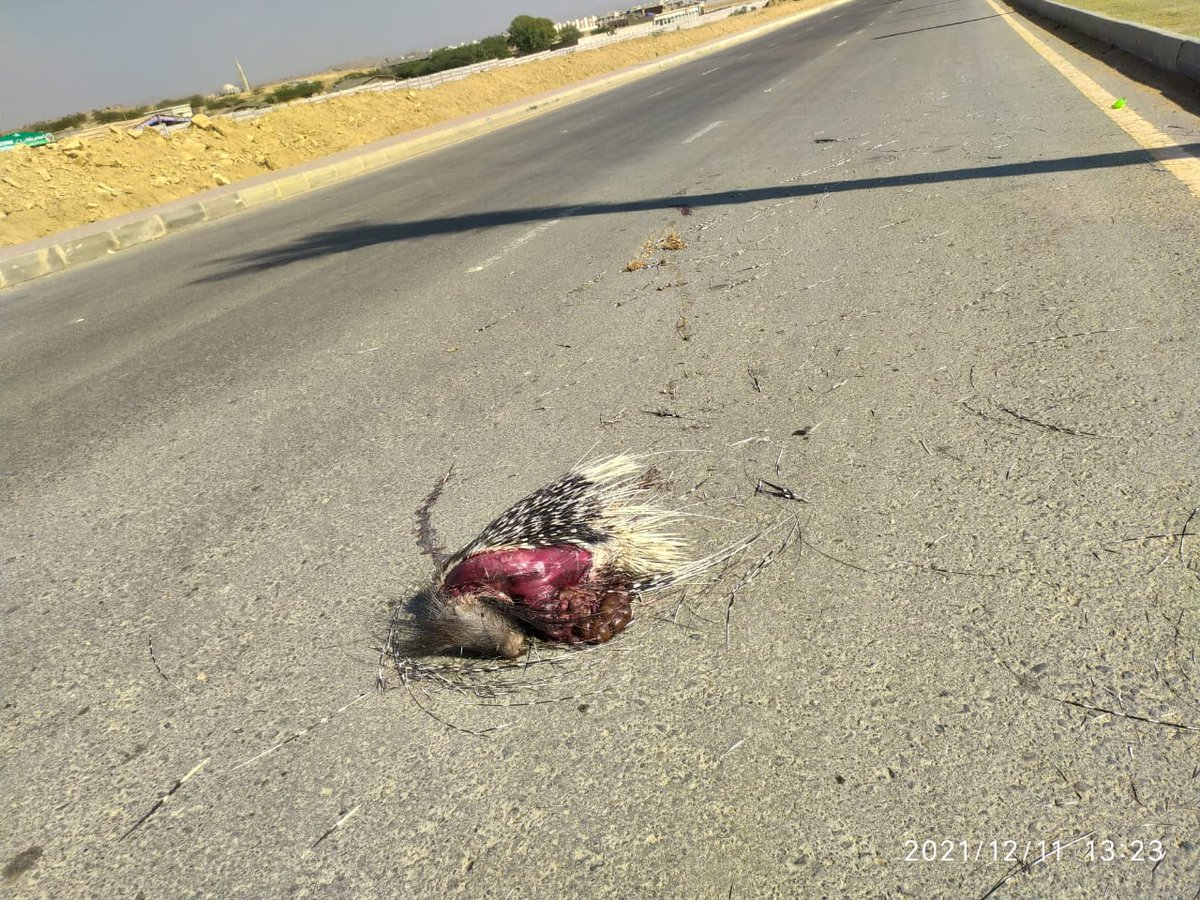 SalmanAhmedB's tweet image. Body of an  Indian crested porcupine that got road killed in BahriaTown.
This is Kirthar mountain range occupied by BahriaTown with the support of Zardari 
No department goes against the boss #MalikRiaz  a landgraber 
#SayNoToBahriaTown
#SaveKirthar
#SaveThadoRiver
#SaveSindh