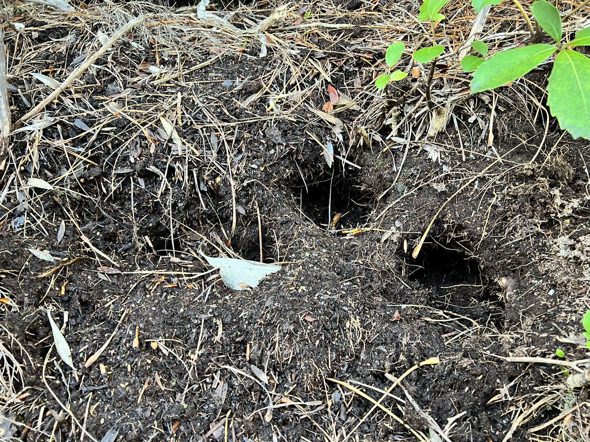 Always a thrill to find evidence of #kakapo, even when you expect to (like on Whenua Hou today). Their grubbings (for roots) look like a small posse of pigs has been through. #conservation #parrots