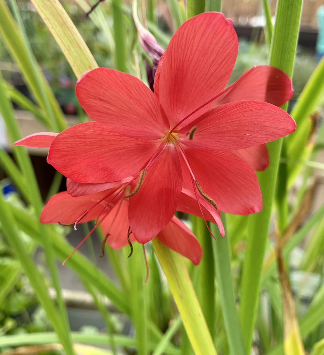 With this glorious sunshine there’s no better place to be than in the garden enjoying your pond 🪷

Pick up some late season supplies in store now whilst stocks last! 🐠 🌱