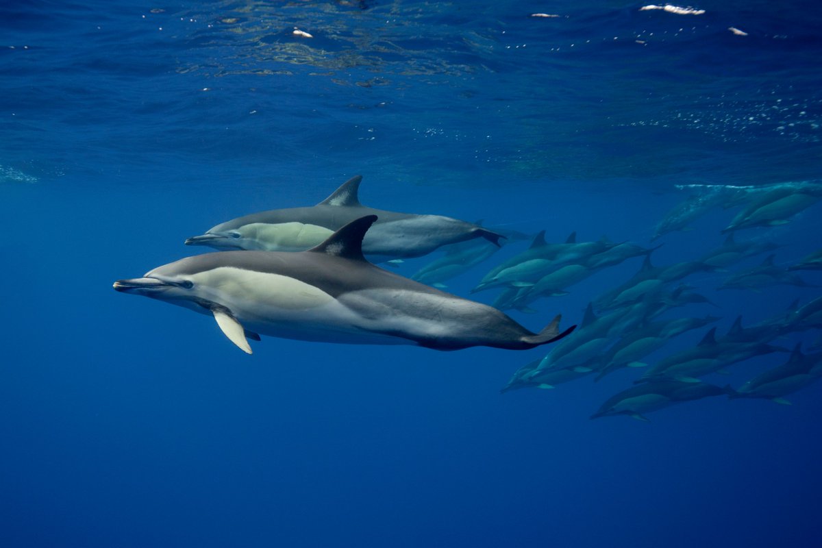 .<a href="/azti_brta/">AZTI</a> has reported that by using pingers, a #fishing trawler in the #BayofBiscay was able to reduce its common dolphin #bycatch by a whopping 90%! 

This finding has important implications for efforts to address cetacean bycatch in the region. 🙌  buff.ly/44ALKCg